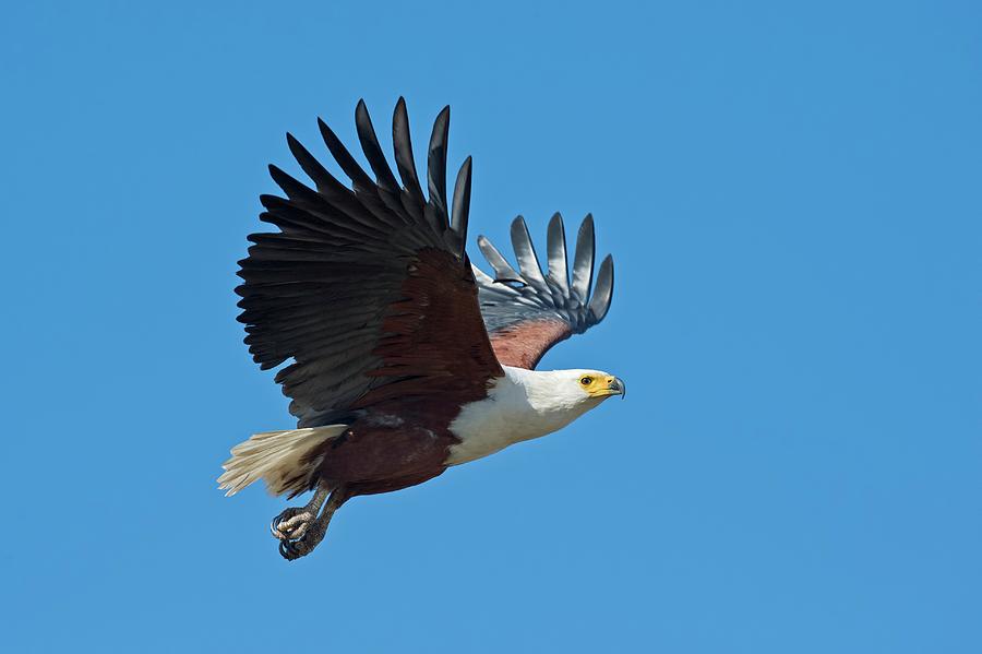 African Fish Eagle In Flight #1 Photograph by Tony Camacho