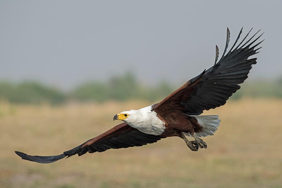 African Fish Eagle #1 Photograph by Tony Camacho/science Photo Library