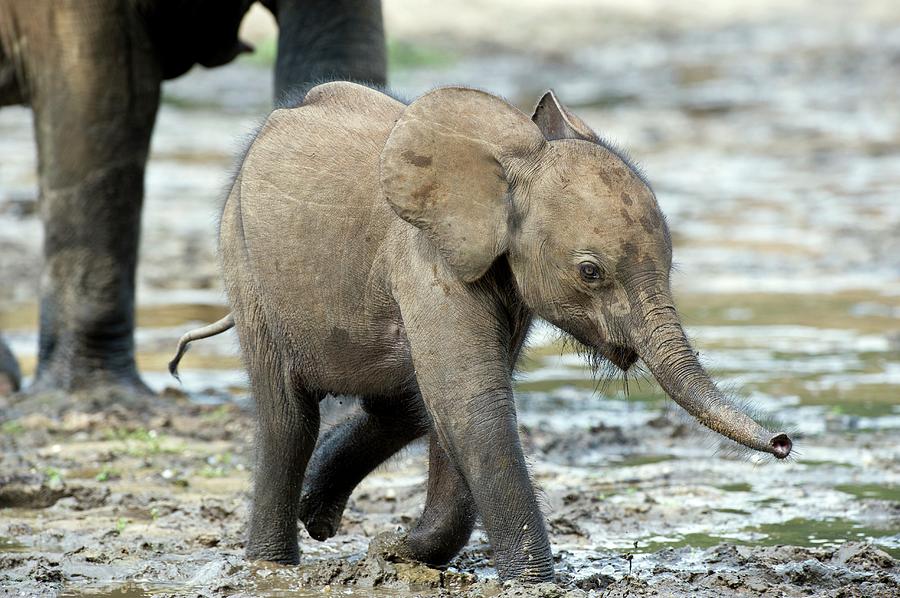 African Forest Elephant Calf #1 Photograph by Tony Camacho/science Photo Library