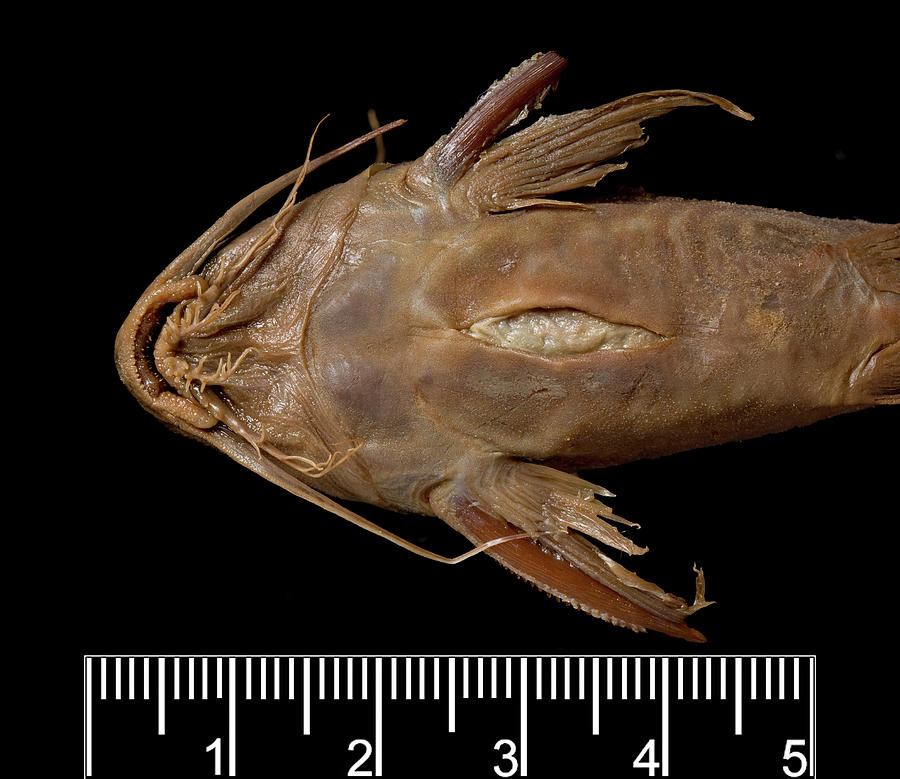 African Freshwater Catfish Specimen #1 Photograph by Natural History Museum, London/science Photo Library