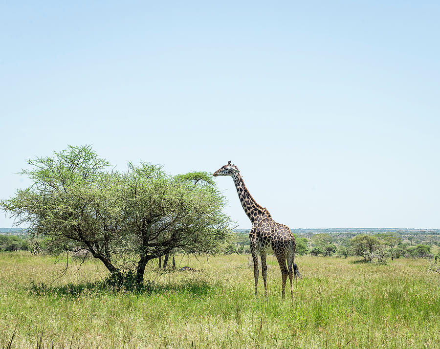 Wildlife Photograph - African Giraffe In Its Natural Habitat #1 by Chris Levesque