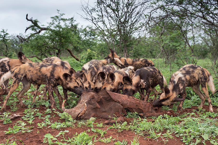 African Hunting Dogs With Warthog Carcass #1 Photograph by Tony Camacho/science Photo Library