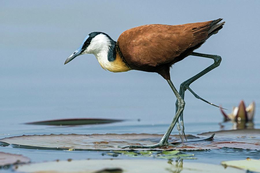African Jacana Foraging For Insects #1 Photograph by Tony Camacho/science Photo Library