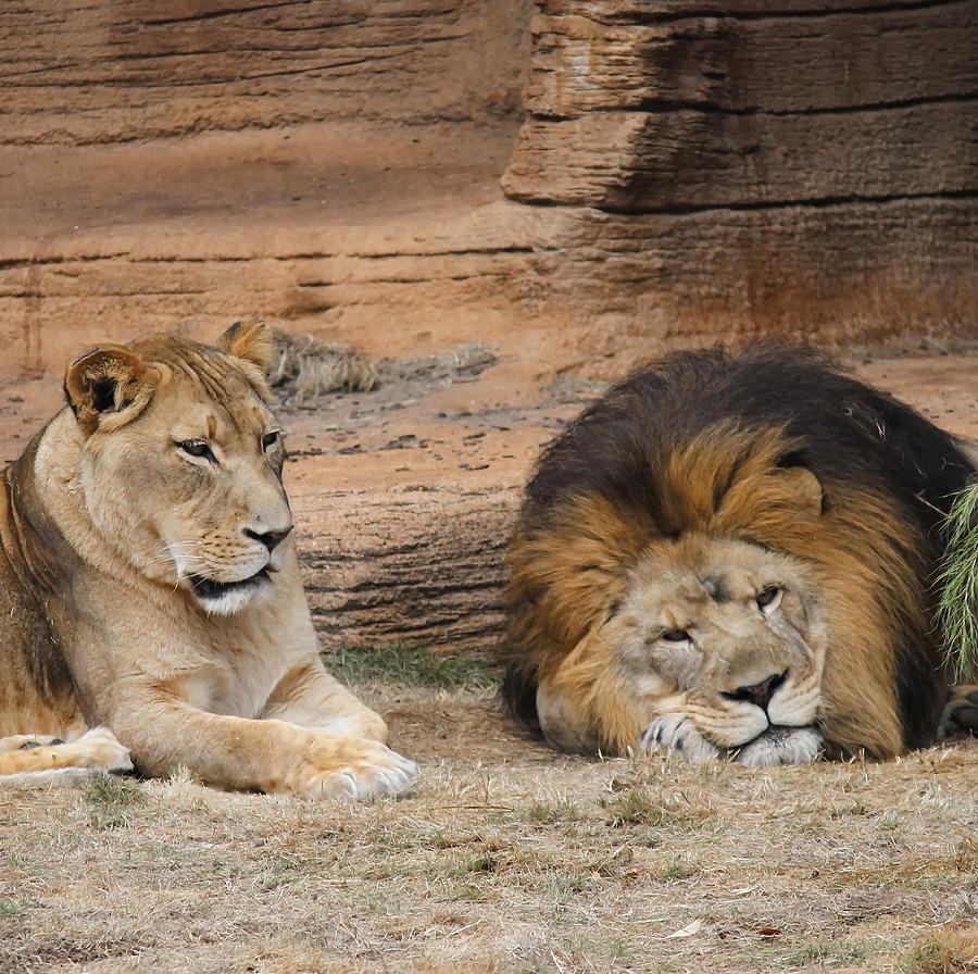 Lion Photograph - African Lion Couple 3 by Cathy Lindsey