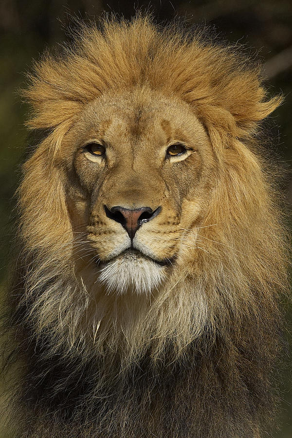 African Lion Male Portrait #1 Photograph by San Diego Zoo