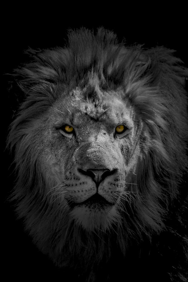 African Lion #1 Photograph by Peter Lakomy