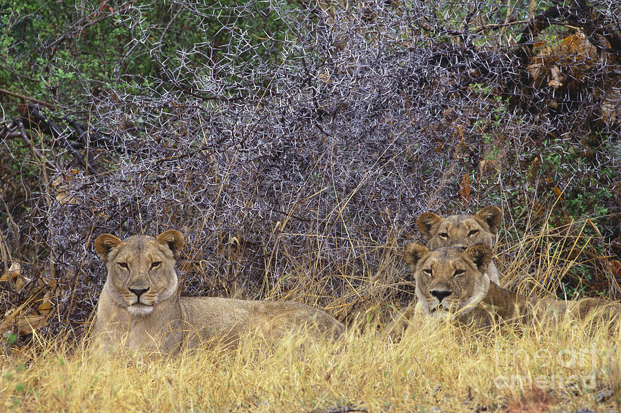 Animal Photograph - African Lions #1 by Art Wolfe