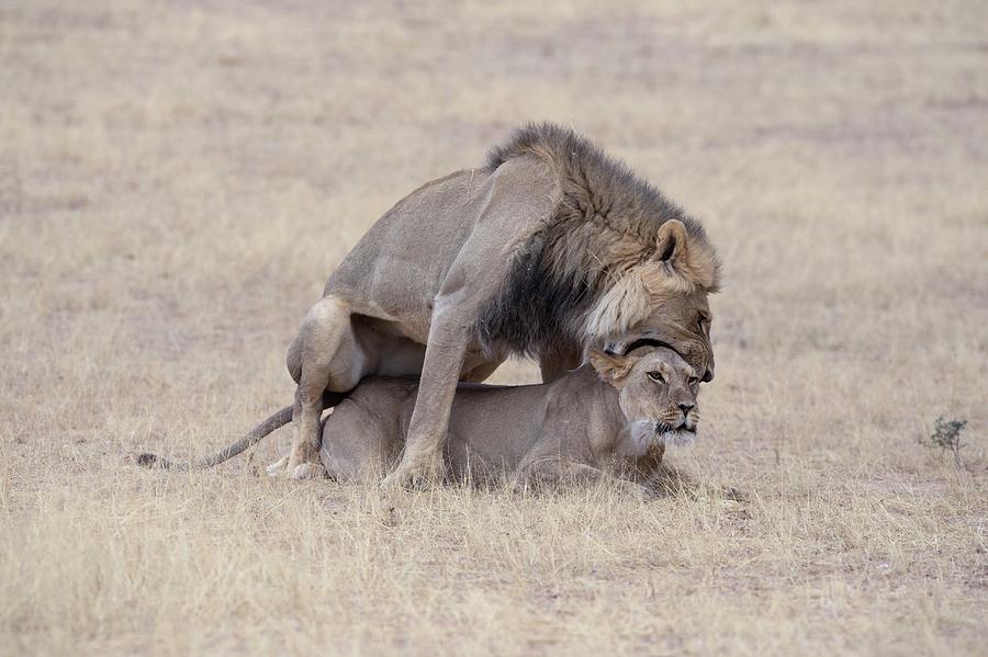 Kgalagadi Transfrontier Park Photograph - African Lions Mating #1 by Tony Camacho/science Photo Library