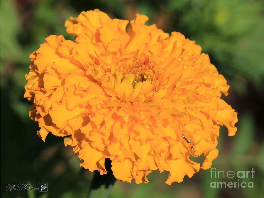 Flower Photograph - African Marigold named Crackerjack Gold #1 by J McCombie