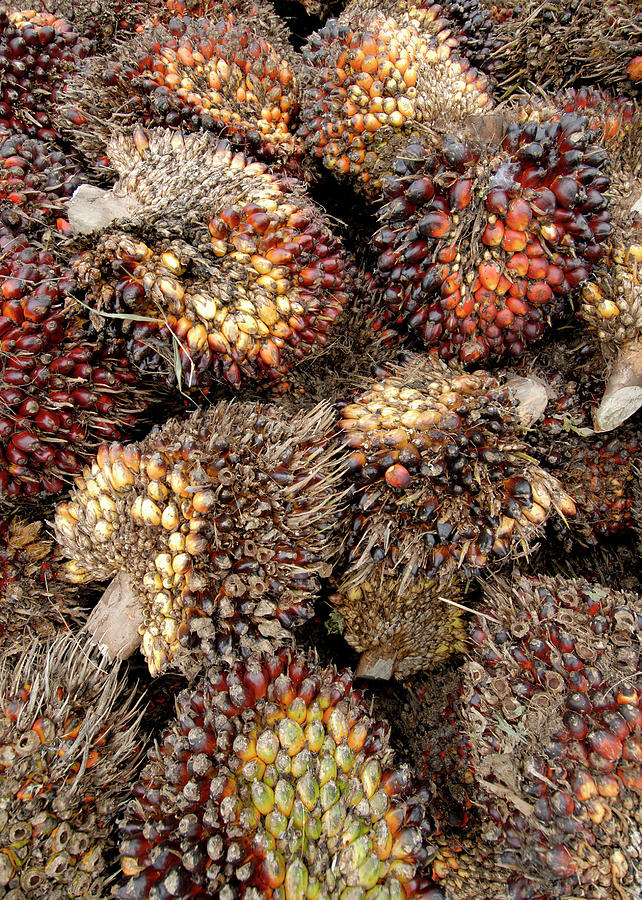 Fruit Photograph - African Oil Palm Fruits #1 by Sinclair Stammers/science Photo Library