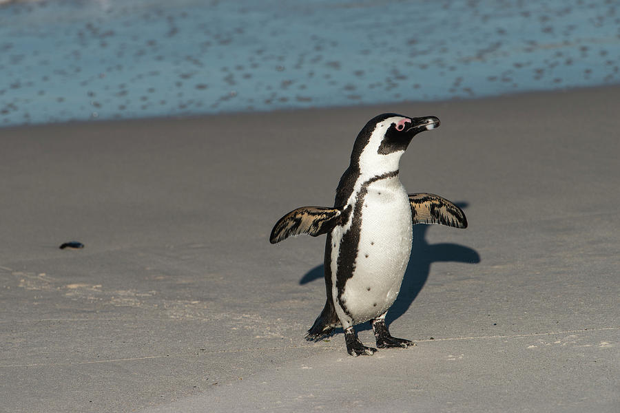 Beach Photograph - African Penguin (spheniscus Demersus #1 by Pete Oxford