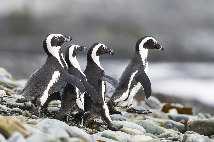 Animal Photograph - African penguins on the beach #1 by Science Photo Library