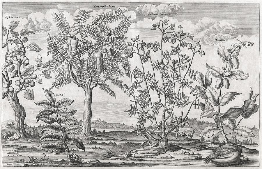 1 african plants 17th century science photo library