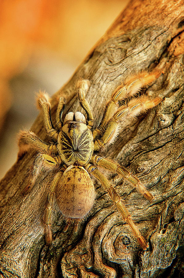 African Spiders Photograph by Shannon Benson - Pixels