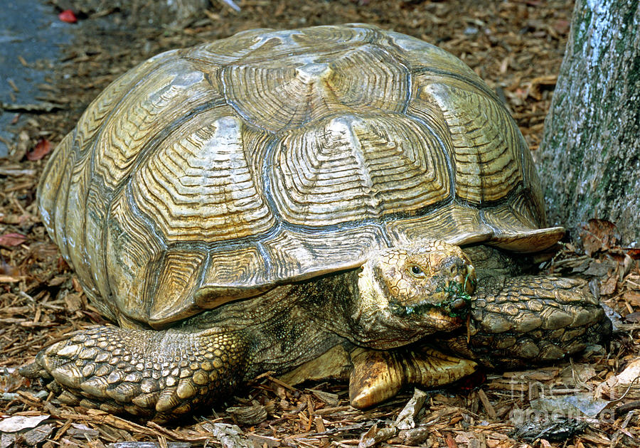 Nature Photograph - African Spurred Tortoise #1 by Millard H. Sharp