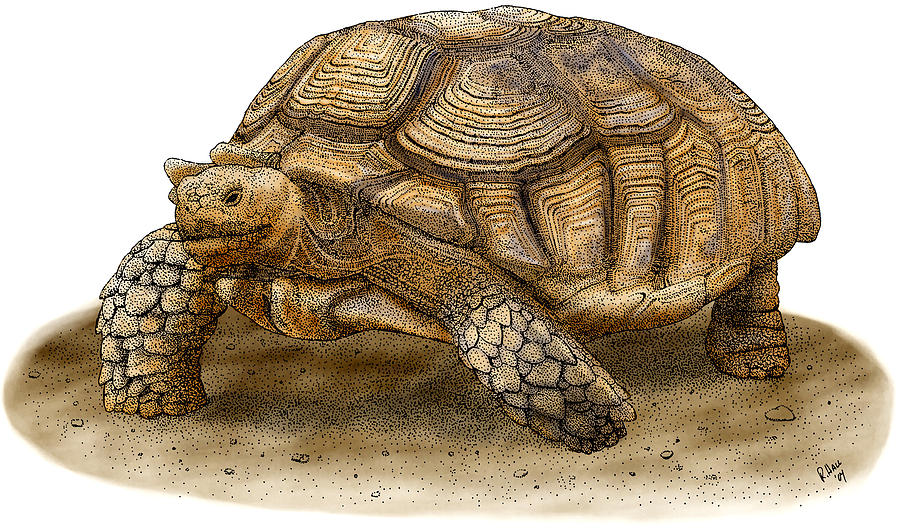 African Spurred Tortoise #1 Photograph by Roger Hall