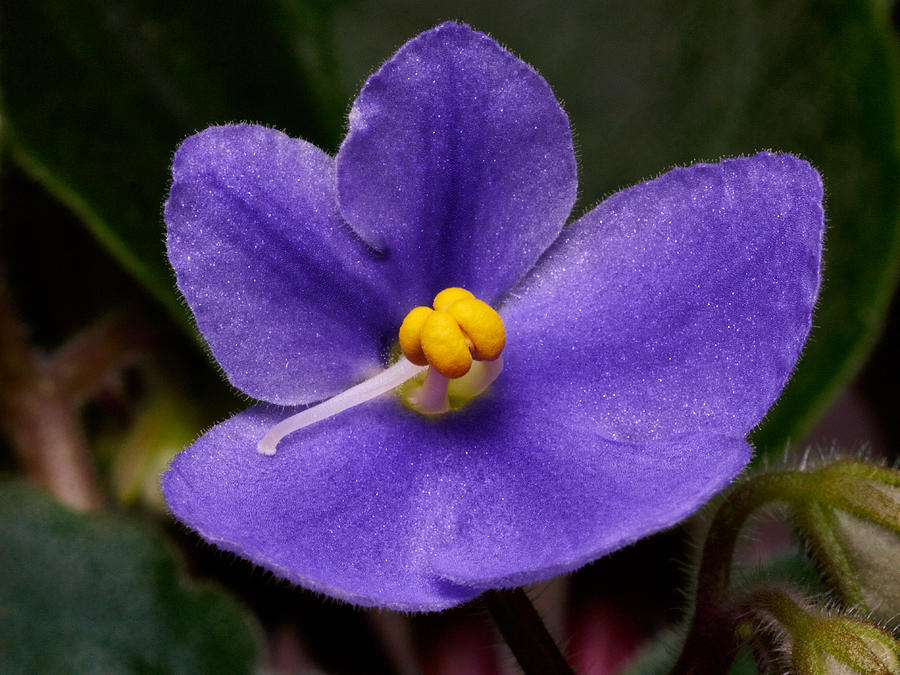 African violet Photograph by Jouko Lehto - Fine Art America