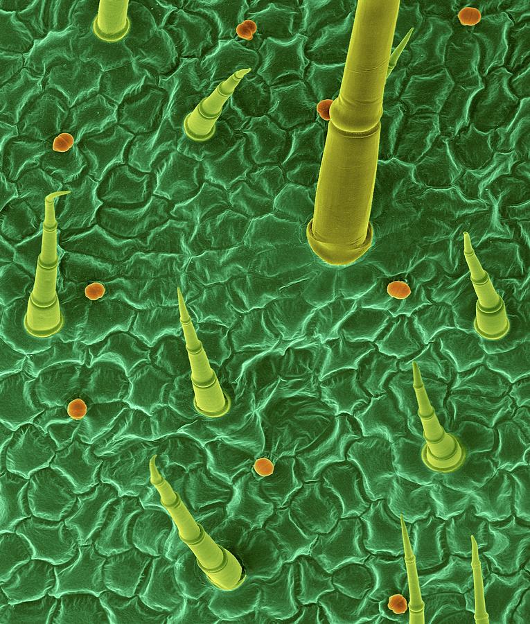 African Violet Leaf Surface With Trichomes Photograph by Dennis Kunkel ...