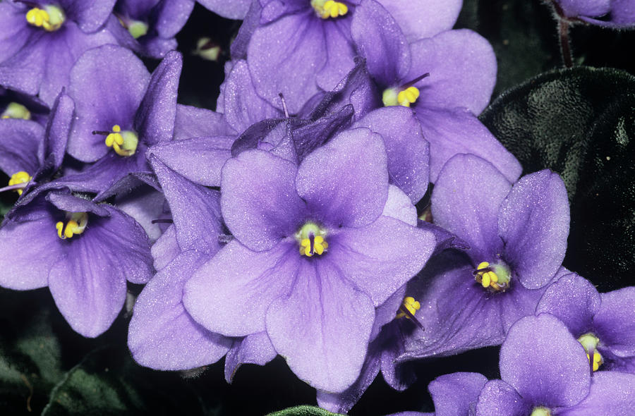 African Violet (saintpaulia Ionantha) #1 Photograph by M F Merlet/science Photo Library