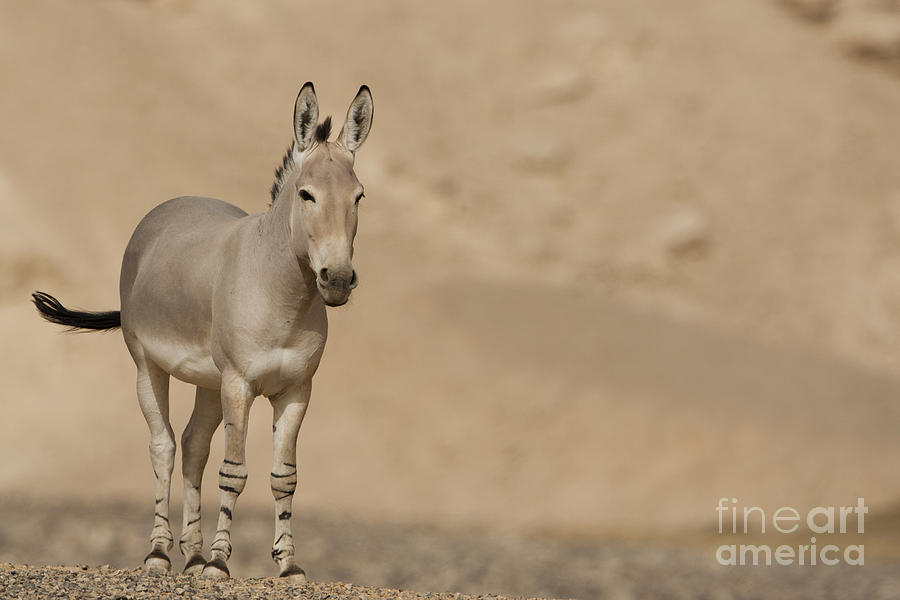 Wildlife Photograph - African wild ass Equus africanus #1 by Eyal Bartov