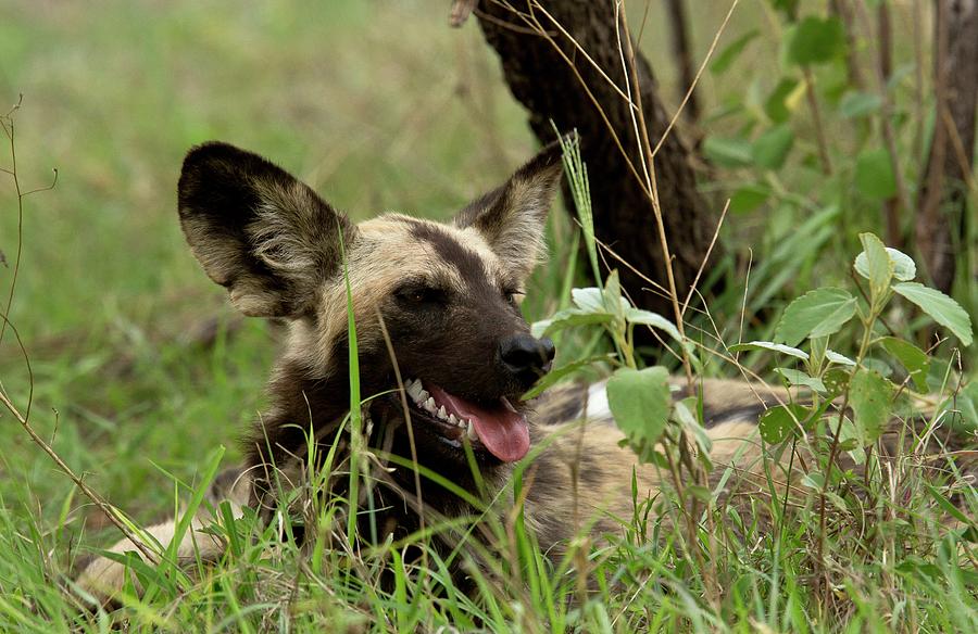 African Wild Dog Resting #1 Photograph by Bob Gibbons
