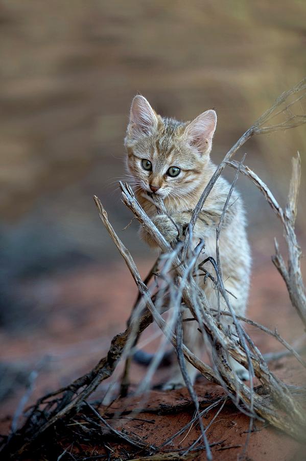 African Wildcat Kitten #1 Photograph by Tony Camacho/science Photo Library