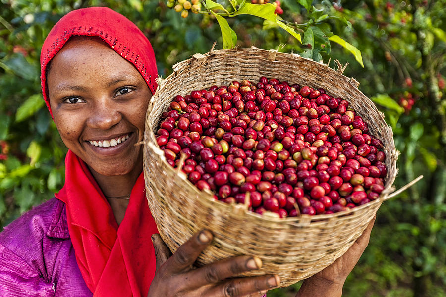 African woman holding basket full of coffee cherries, East Africa #1 Photograph by Bartosz Hadyniak
