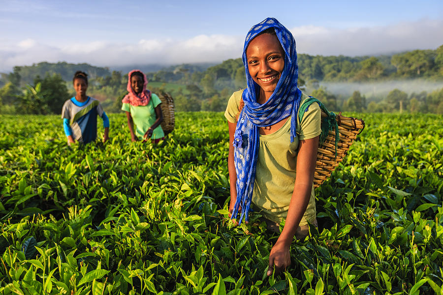 African women plucking tea leaves on plantation, East Africa #1 Photograph by Bartosz Hadyniak