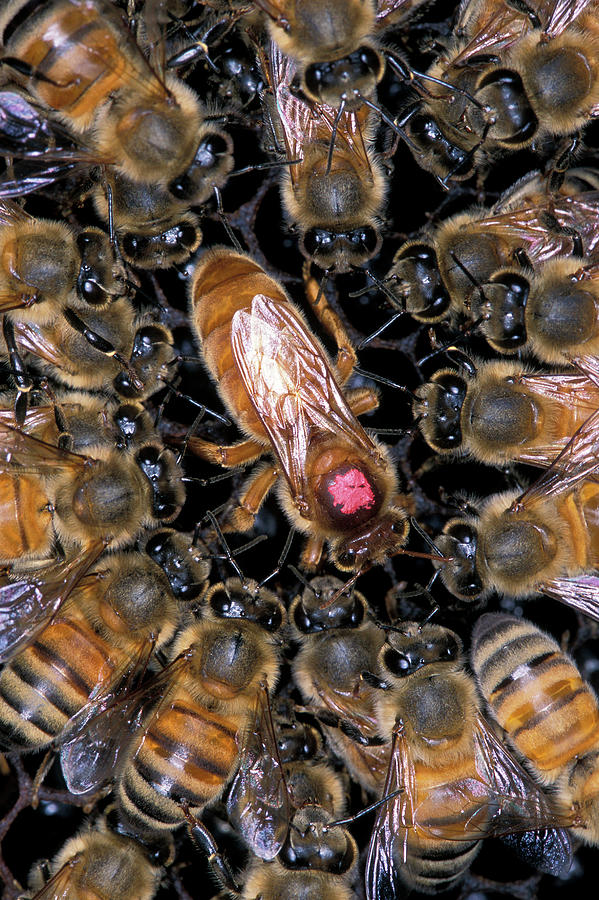 European Honey Bee