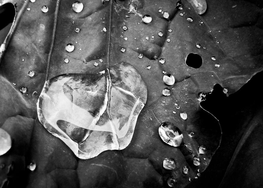 After Rain #1 Photograph by Ronda Broatch