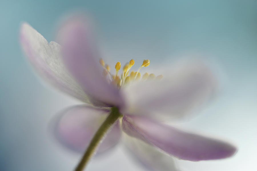 Flower Photograph - Against The Sky #1 by Heidi Westum