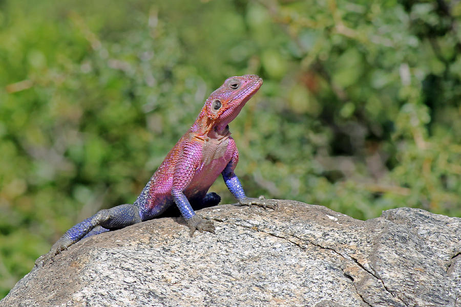 Agama lizard #1 Photograph by Tony Murtagh