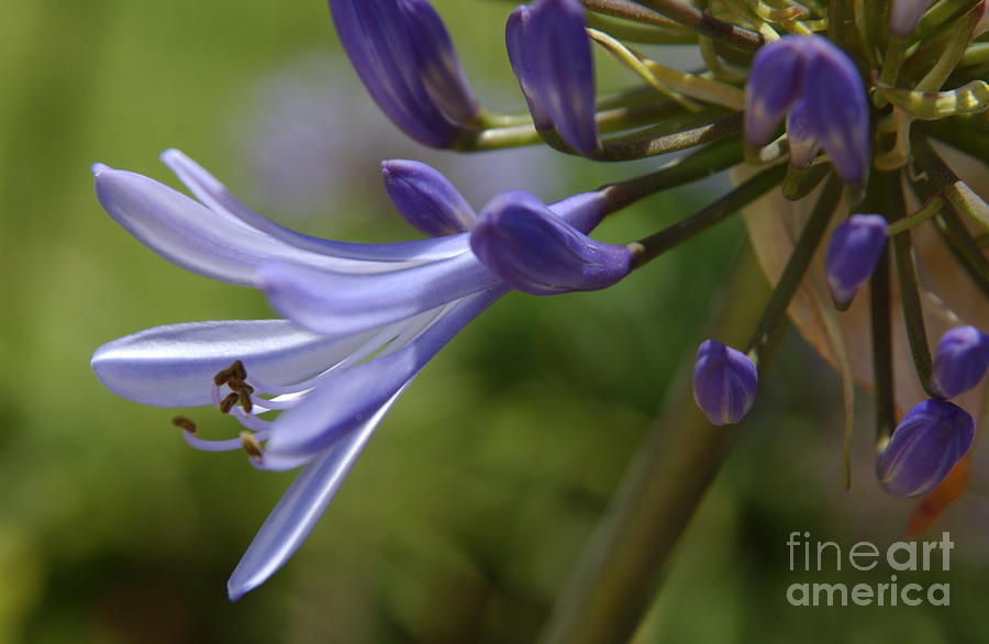 San Diego Photograph - Agapanthus Lily in Pacific Beach #1 by Anna Lisa Yoder