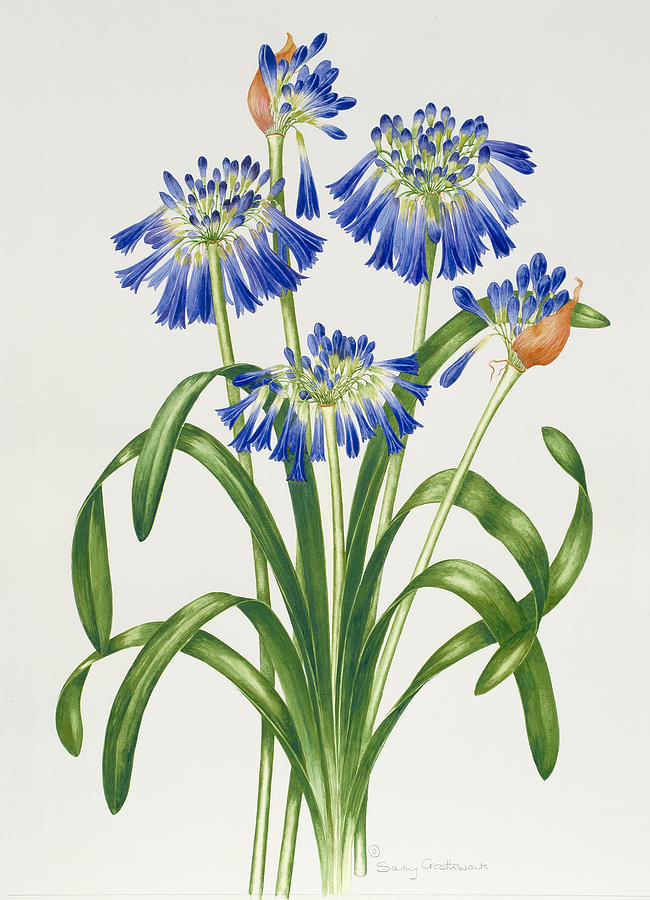 Agapanthus Painting by Sally Crosthwaite