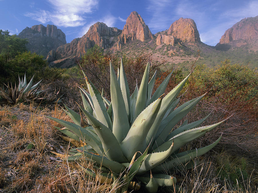 Agave and the Chisos Mountains #2 Photograph by Tim Fitzharris