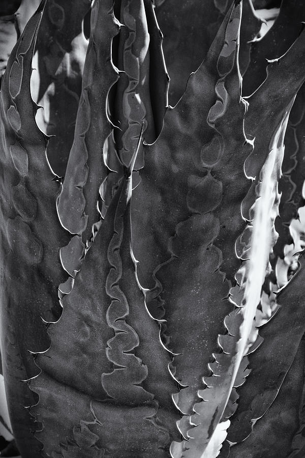Agave Black and White DSC08571 #1 Photograph by Greg Kluempers