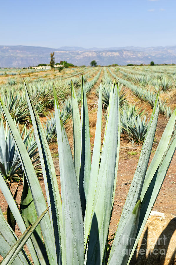 Agave cactus field in Mexico 2 Photograph by Elena Elisseeva