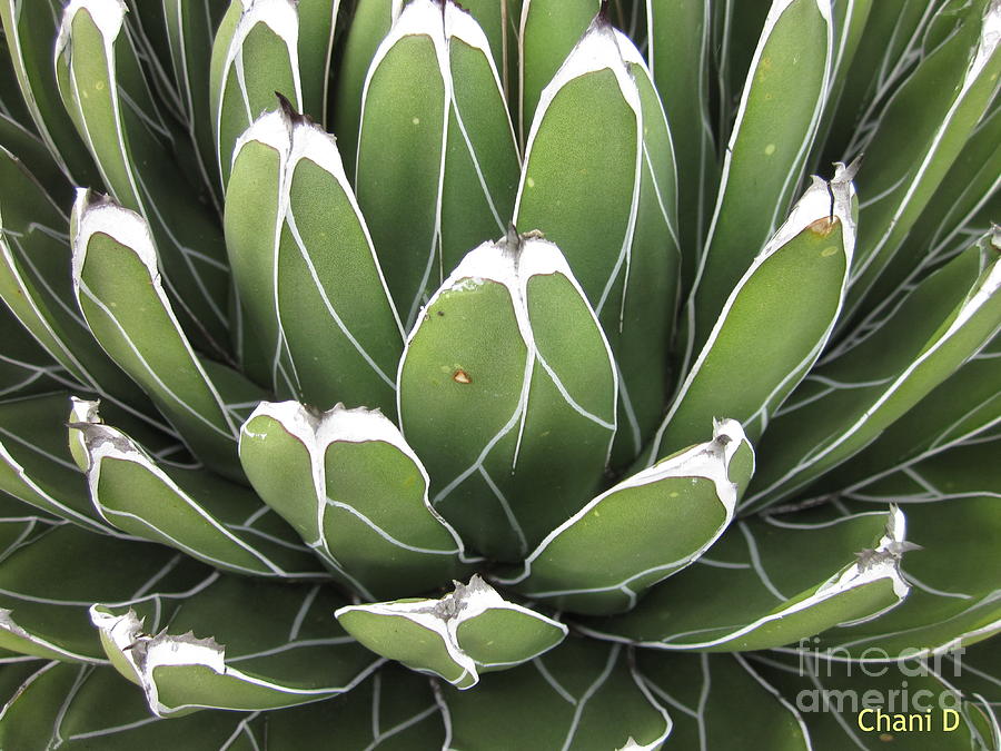Agave #3 Photograph by Chani Demuijlder