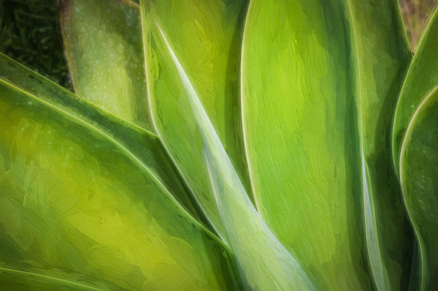 Agave Leaves Painted  #1 Photograph by Rich Franco
