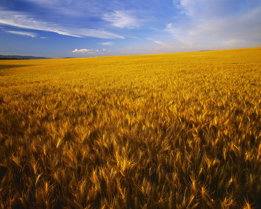 Agriculture - A Large Rolling Field Photograph by Chuck Haney - Fine ...