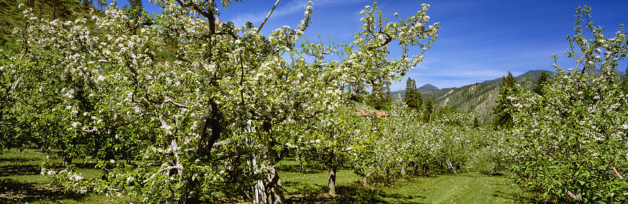 Agriculture - Apple Orchard In Late Photograph by Charles Blakeslee ...