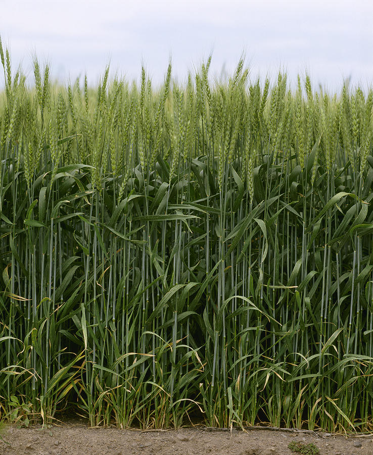 Cereal Photograph - Agriculture - Green Wheat  South #1 by Jim Gipe