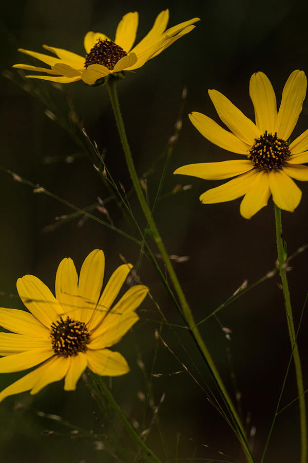 Wildflowers Photograph - Airy by Julie Andel Wildflowers Photograph - Airy by Julie Andel