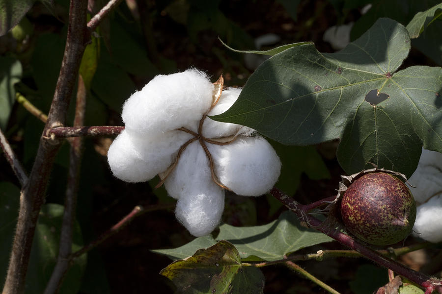 Alabama Cotton #1 Photograph by Kathy Clark