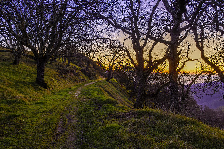 Alamo Hills #1 Photograph by Don Hoekwater Photography