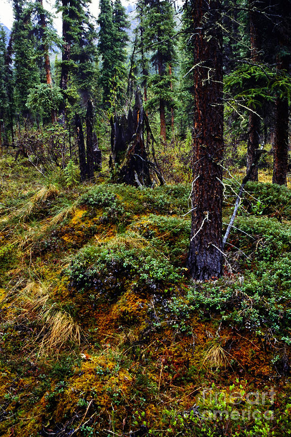 Alaska Mountain Range Wilderness #1 Photograph by Thomas R Fletcher