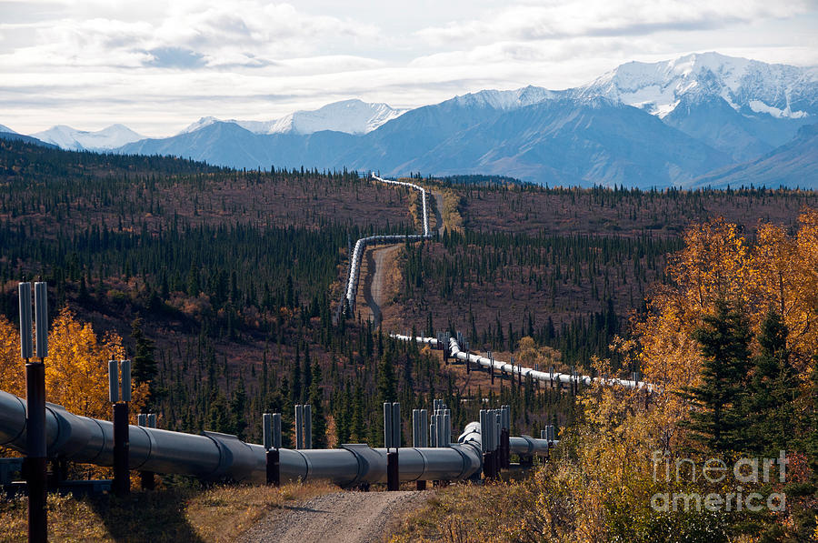 Alaska Oil Pipeline Photograph by Mark Newman
