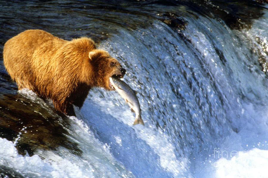 Alaskan Brown Bear Catching Salmon #1 Photograph by Bill Bachmann
