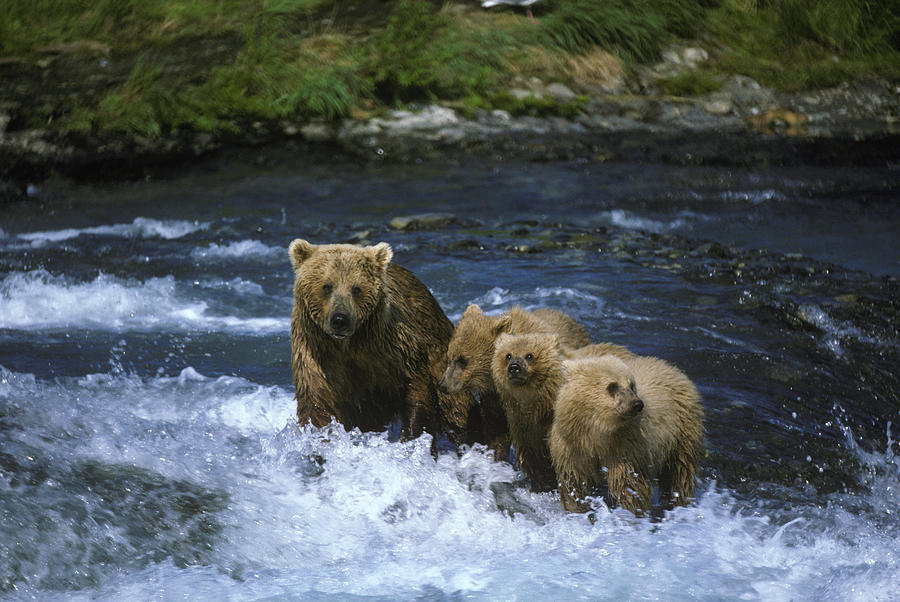 Alaskan Brown Bears #1 Photograph by Tom Bledsoe