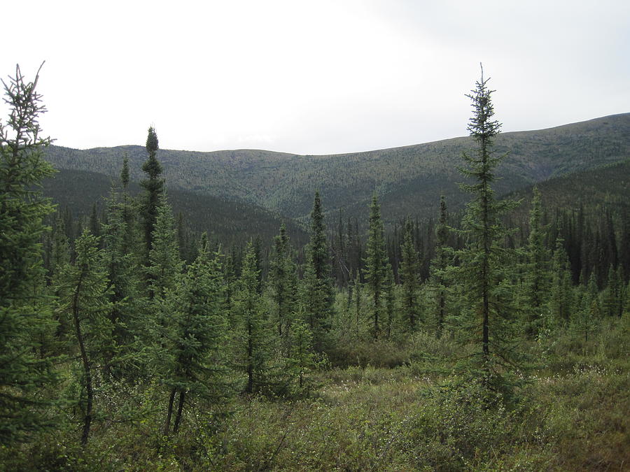 Alaskan Forest #1 Photograph by Lucinda VanVleck